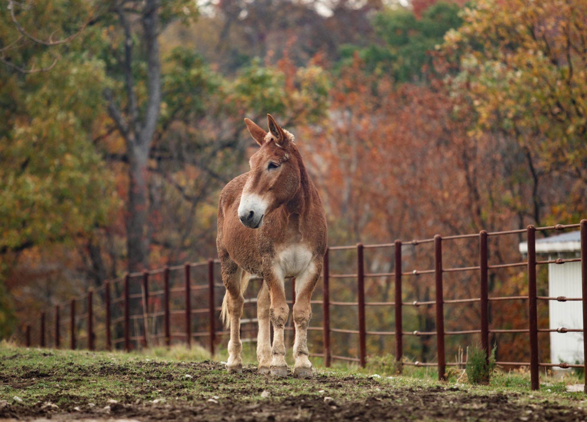 tim in the pasture on a fall day
