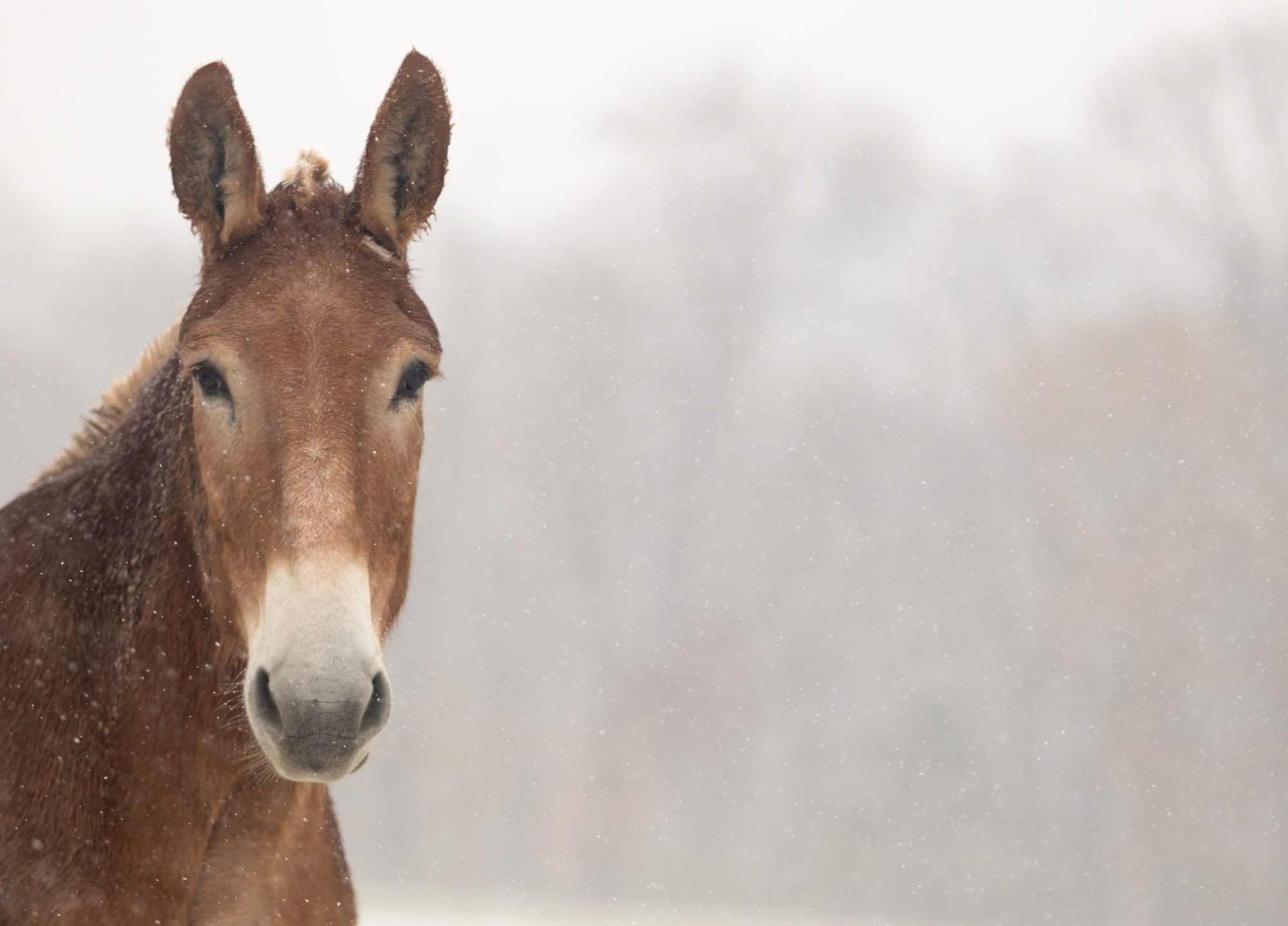 tim in the pasture on a snowy day