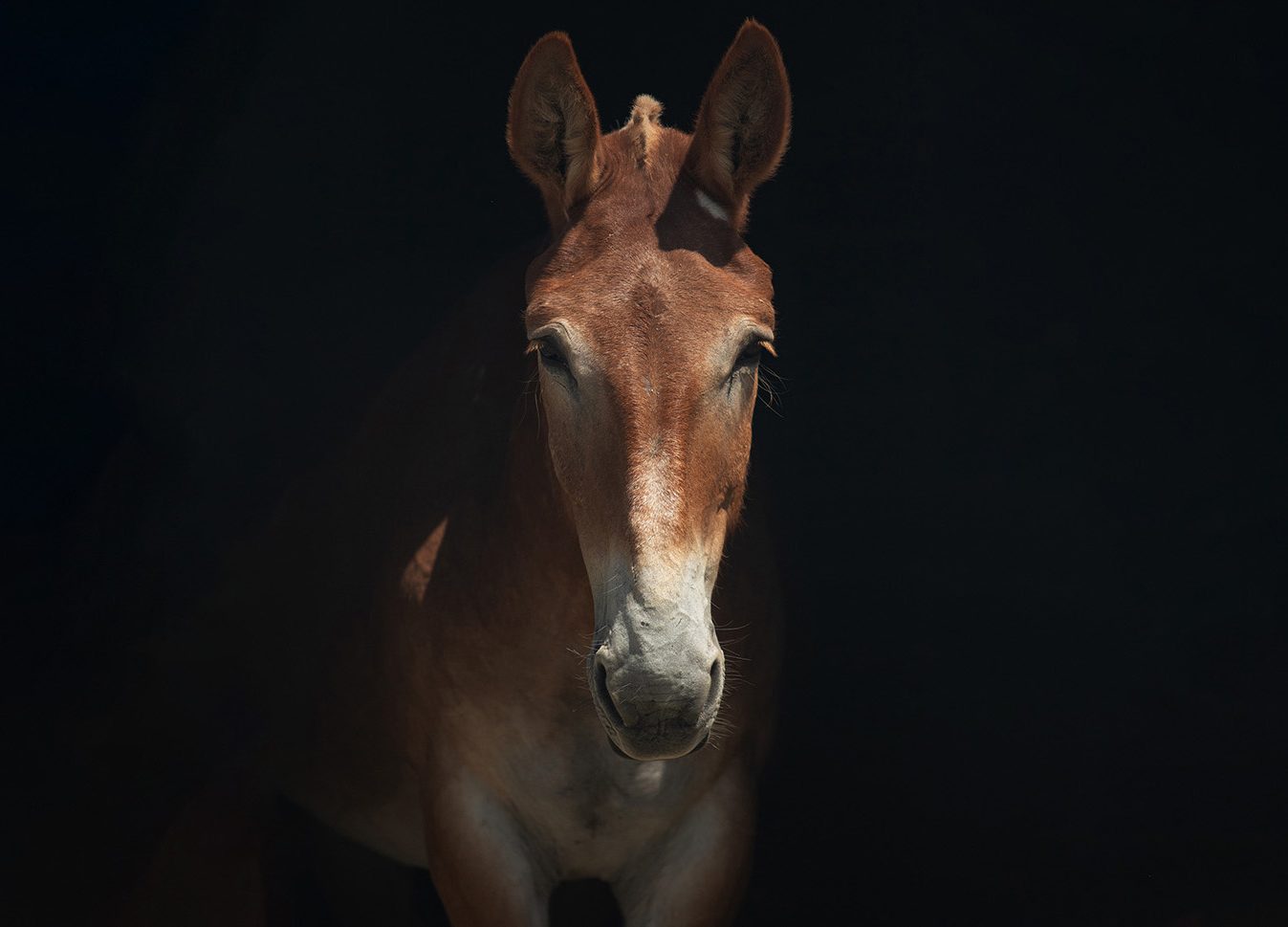 portrait of tim