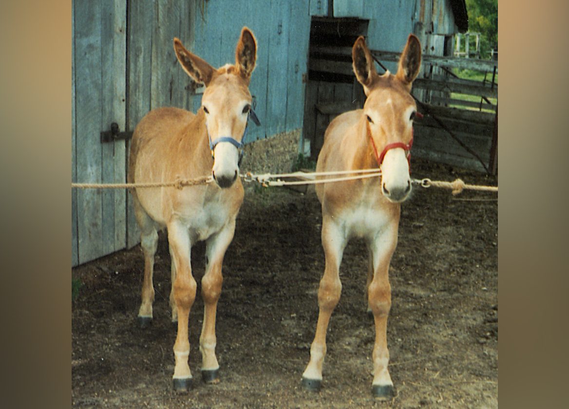 tim and terry as young mules
