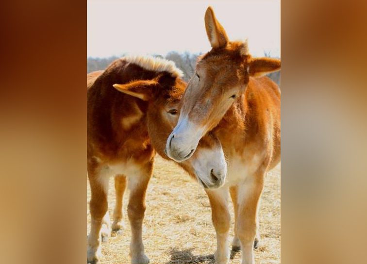 tim and terry with heads touching as younger mules
