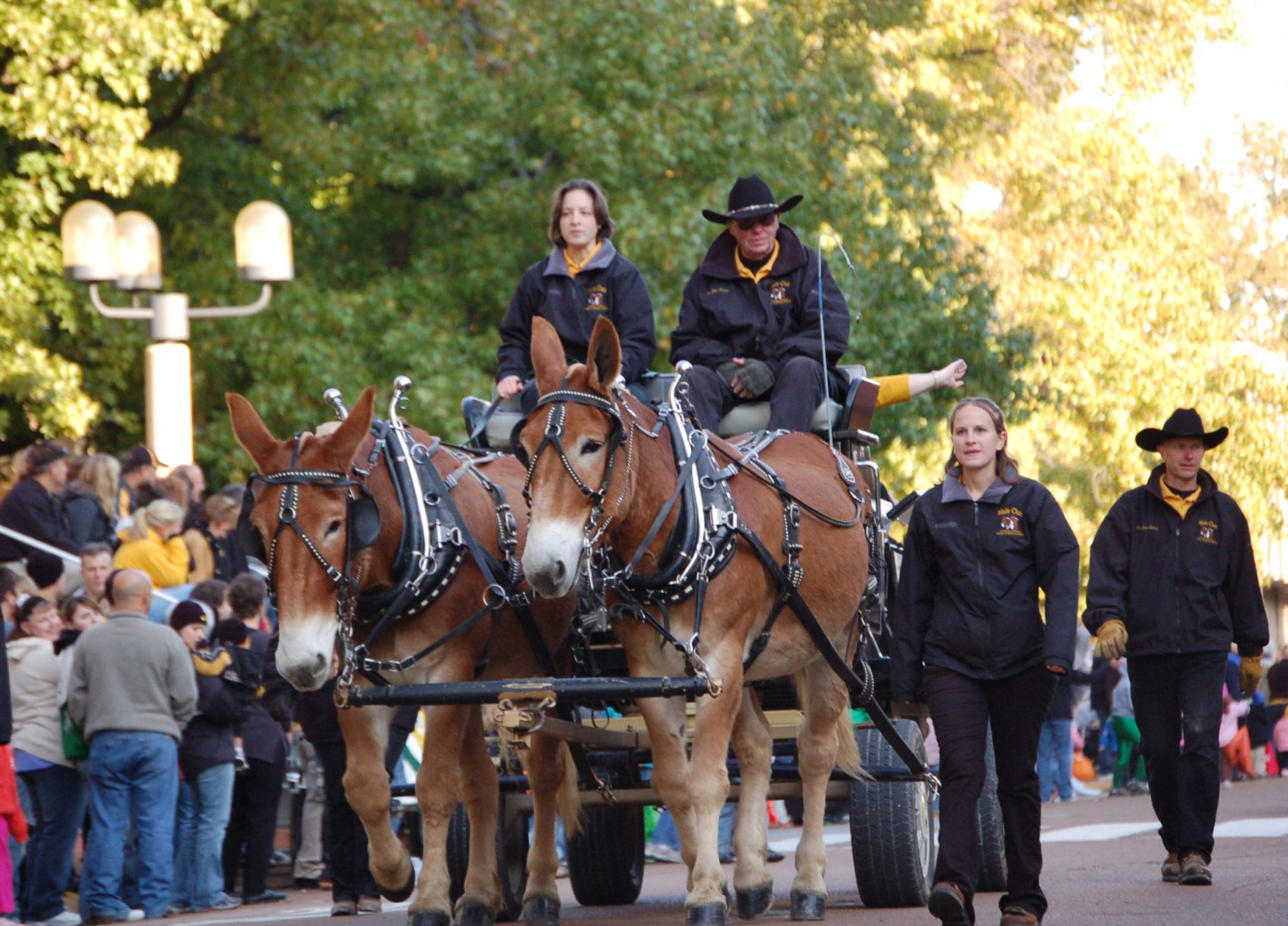 the mule team wagon in a parade