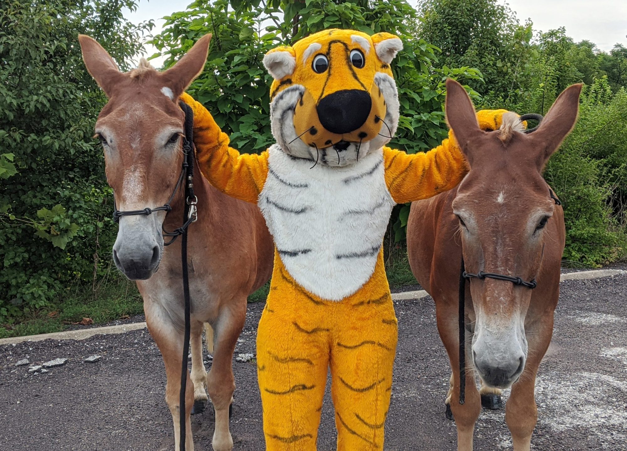 tim, terry and truman the tiger