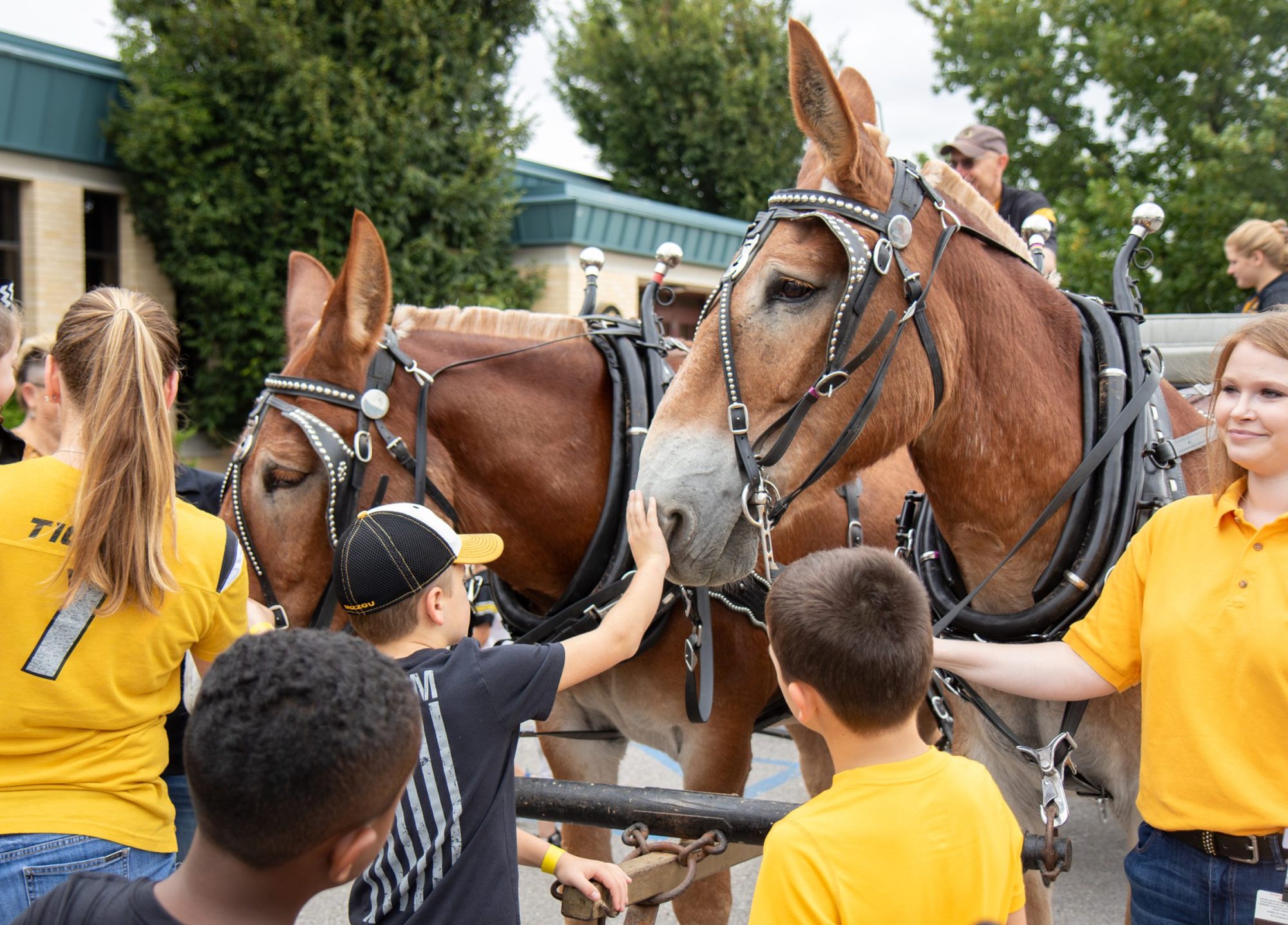 the mule team wagon in front of the veterinary medical building