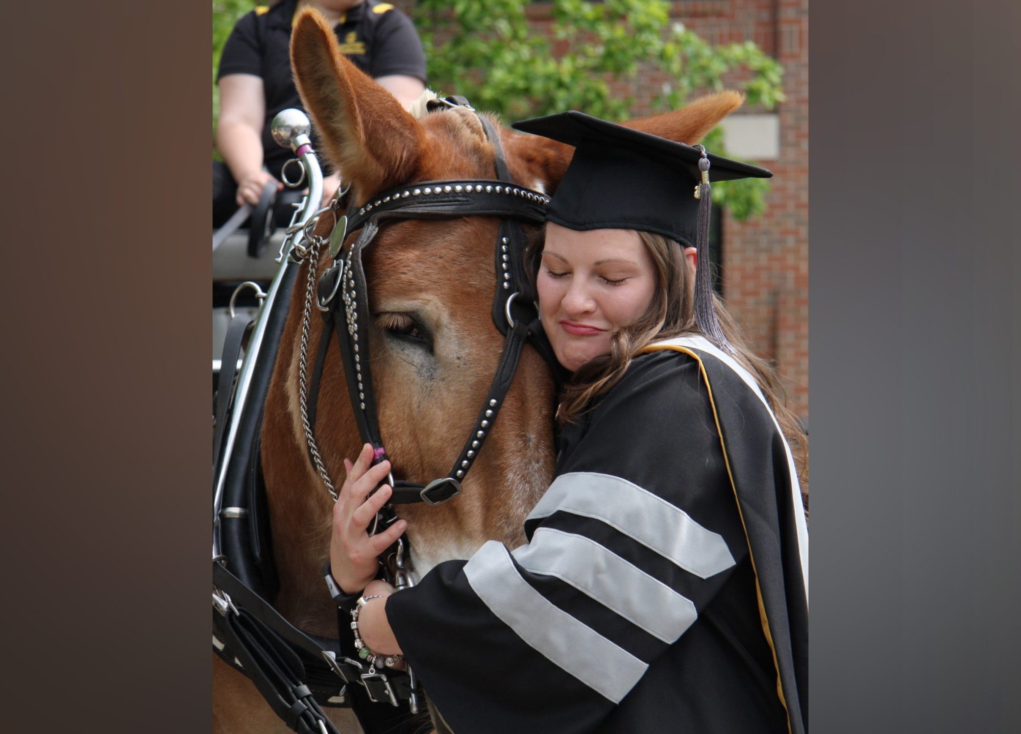 Laurel Marshalek, DVM, hugs Tim after the College of Veterinary Medicine graduation ceremony Friday. The CVM Mule Club drives Tim and Terry to Reynolds Alumni Center for photos with the recent graduates.