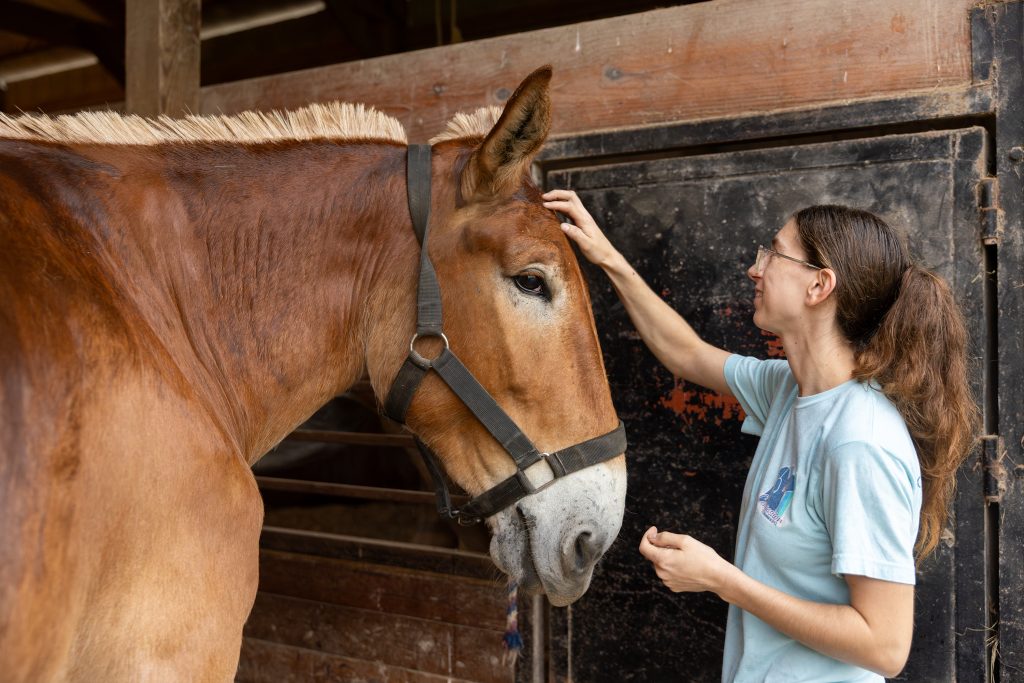 Sammi McNealy petting the head of a Mizzou ambassador mule.