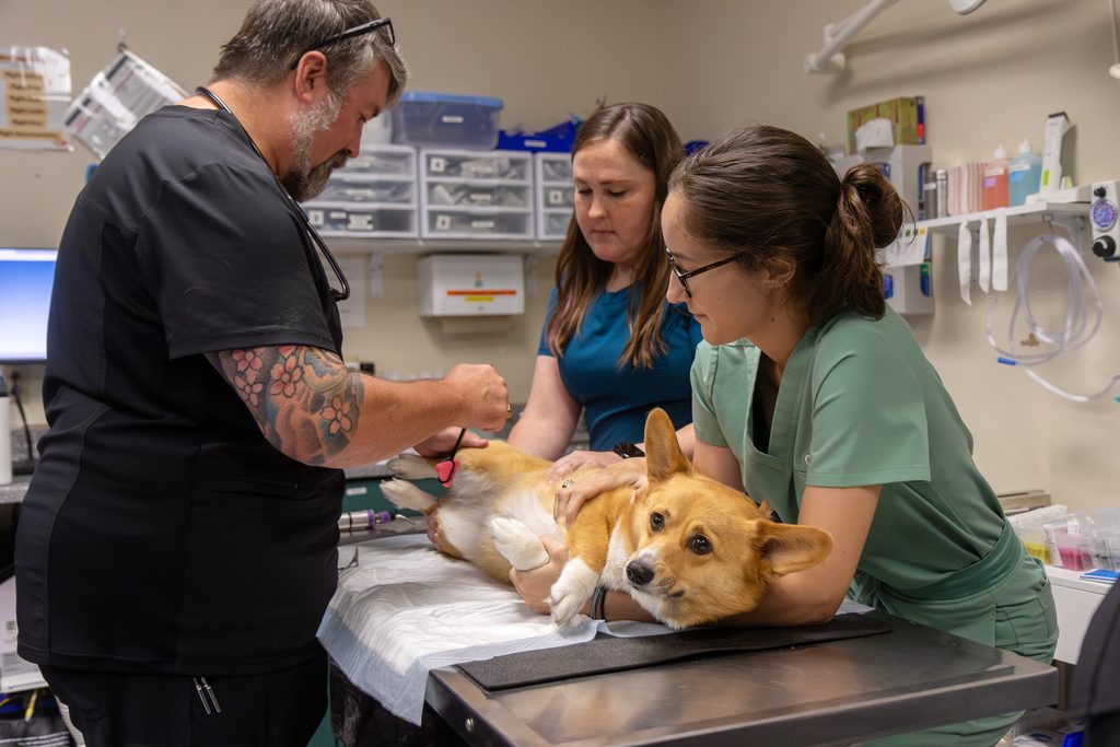People caring for a corgi in small animal emergency