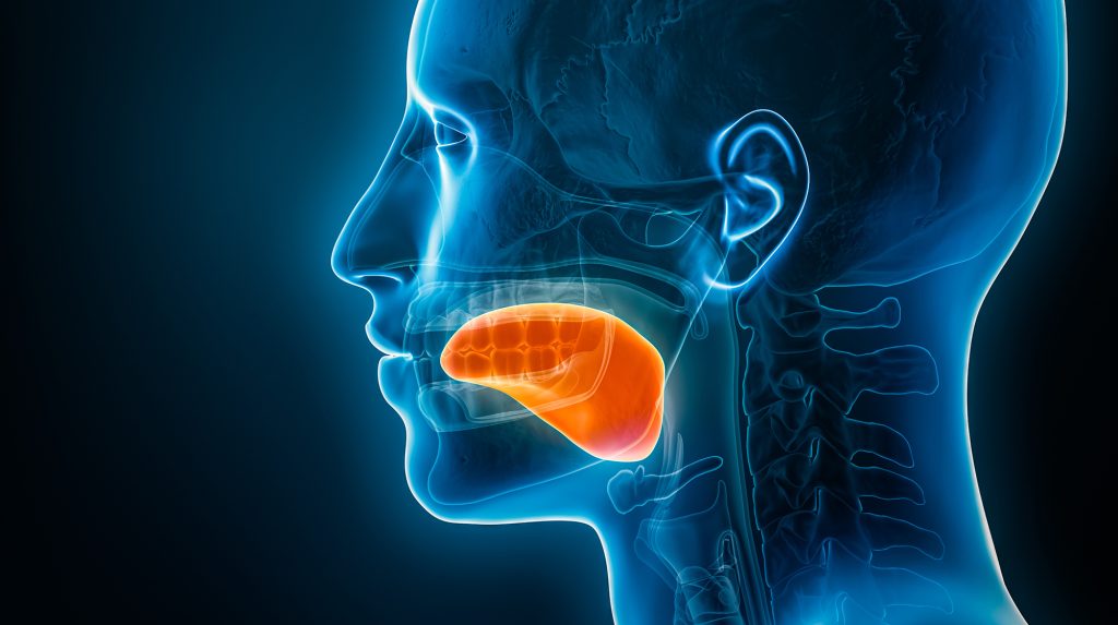 Xray lateral or profile view of the tongue 3D rendering illustra